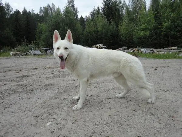 Angry Brigade's Wild and Free