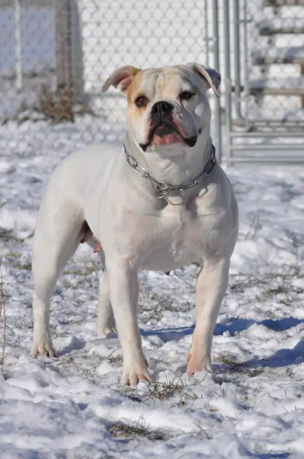 CH IBC/JR CH ABRA FFB's Back Court Press of Boyd,