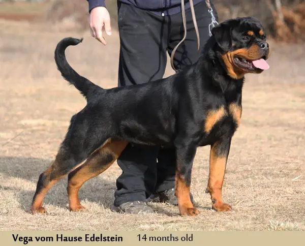 Vega vom hause Edelstein