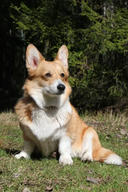 Corgi-Style Prima Anessa