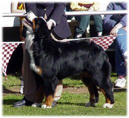 Zanzebern Dancing Queen