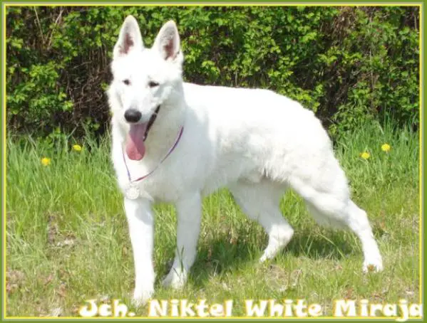 JUNIOR CHAMPION Niktel White Miraja