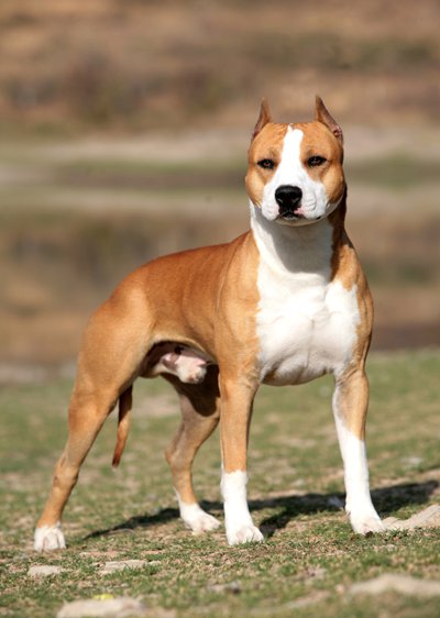 RU Spiderman of Coca