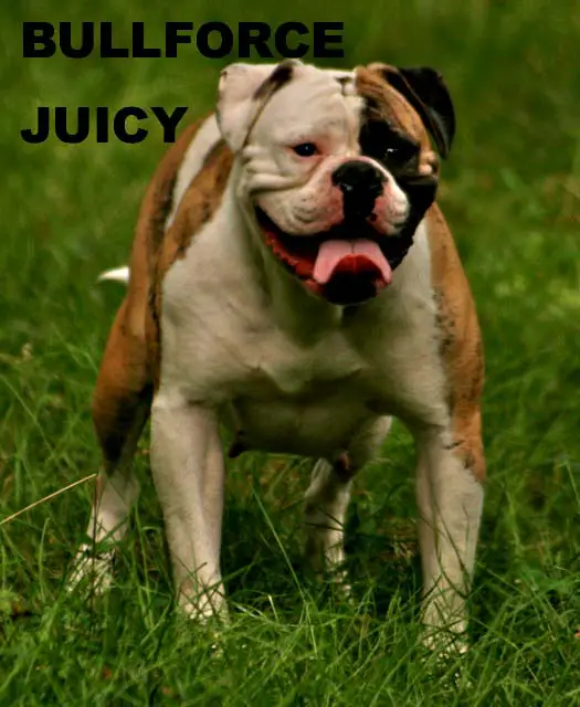 Bullforce Juicy