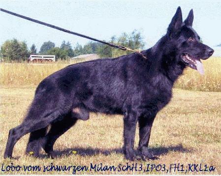 SG Lobo vom schwarzen Milan