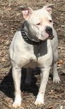 Egli's Gracie