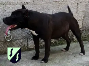 Isabelle Sacrata Foresta