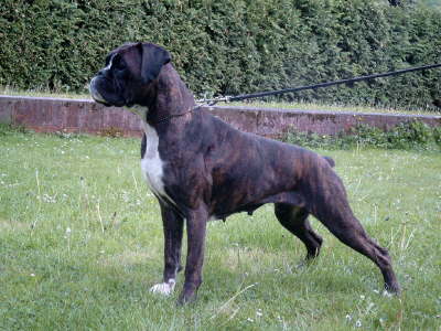 Yingyang van Sapho's Hoeve