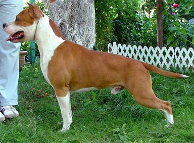 CH JUN RUSS, CH RUSS Aller Best Playboy