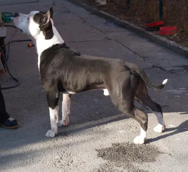 MULTI CH Aramis Of Cole Elegant