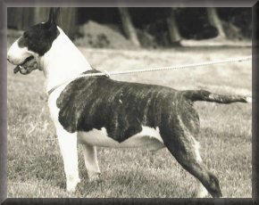 Tyebar TROUBLE BREWING