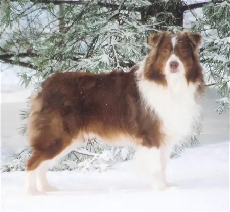 HOF#291 ASCA CH Dixianas Dance Fever