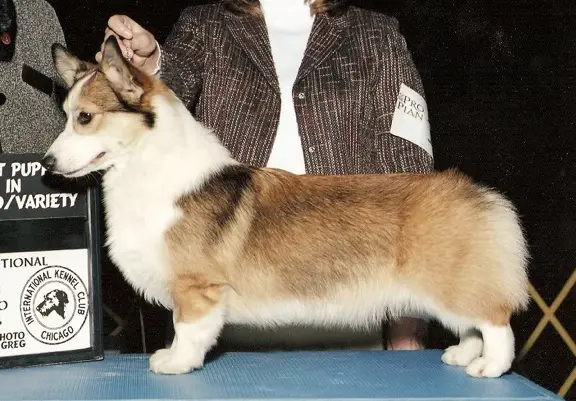 Brynlea Willowisp Dbletrouble