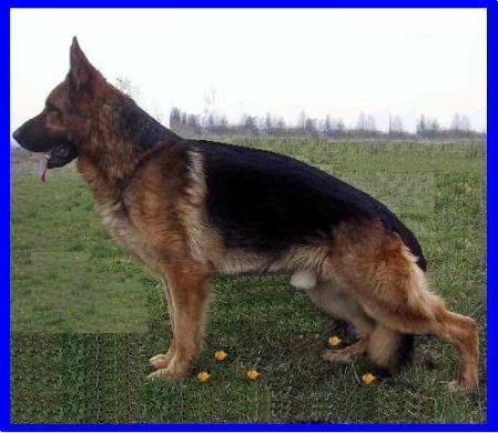 V Xeres Della Carlotta