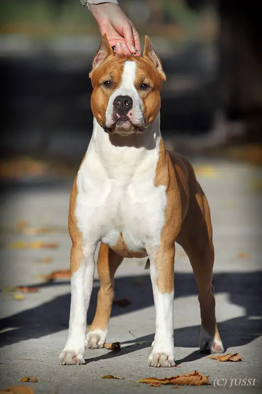 MULTI AND INTER CH. Harry Handsome Iz Doma Lankaster