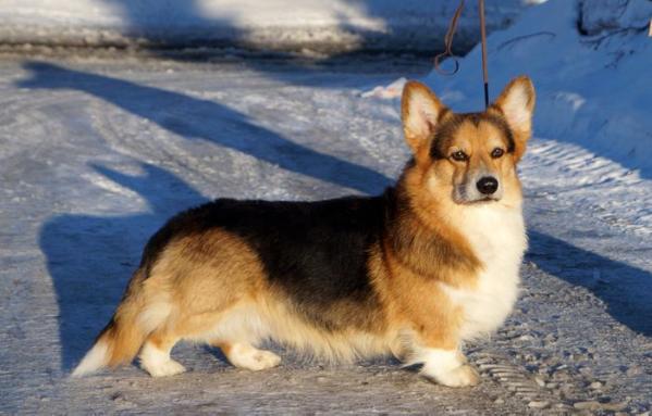 CH (FIN, SWE) Sacaron Quicksilver