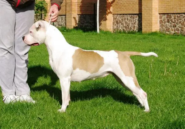 Calipso from Royal Court Yard