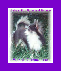 CH. Anika's Blue Rhythm N' Bounce