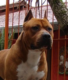 CH, INT Red Warrior Dinasty Highlander