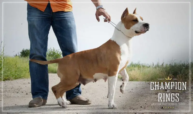 MULTI CH Sonya King Of Rings