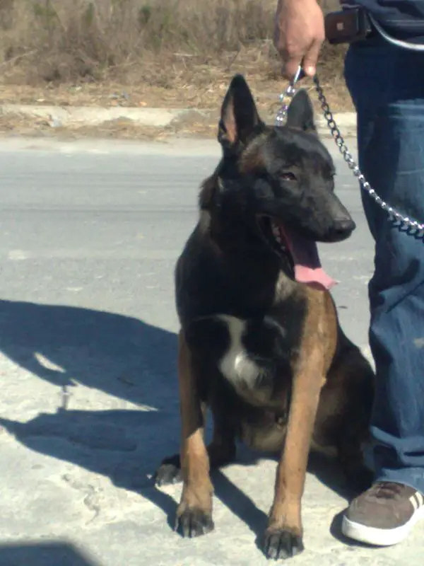 Tlaloc De Los Pilares