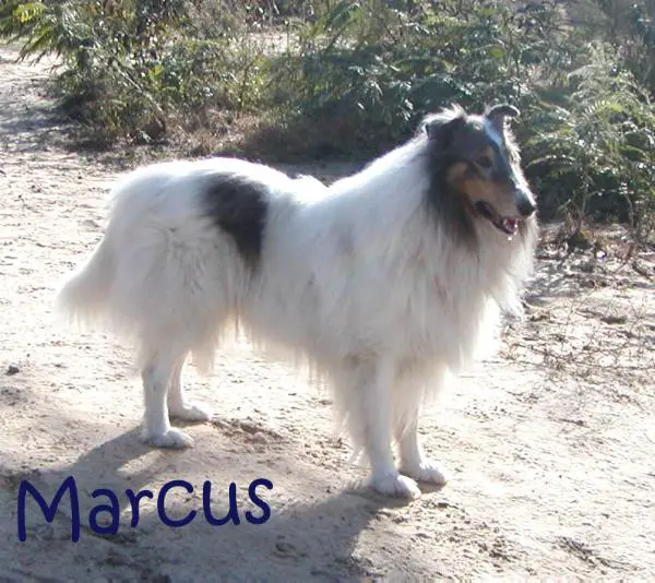 NE/NC Tapaderro's Blue Starlight