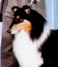 CAN CH Kerhaven Therose of Warquablen