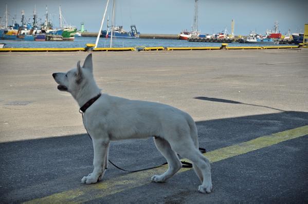 Zorfin Colt Dzika Banda