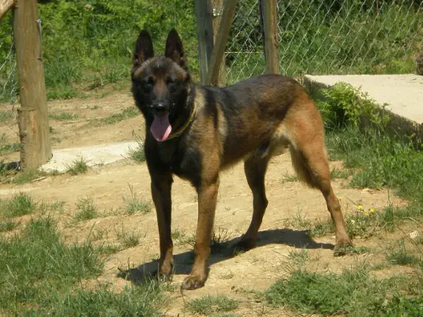 Gizmo Van De Emmelenhoek