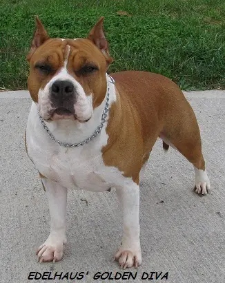 Edelhaus' Golden Diva
