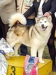 pandiburro del lago degli orsi