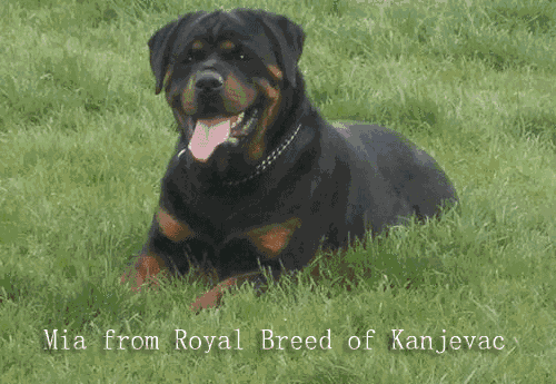 Mia From Royal Breed Of Kanjevac