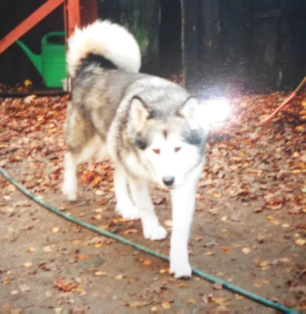 Masano's Wolfisland Ninio