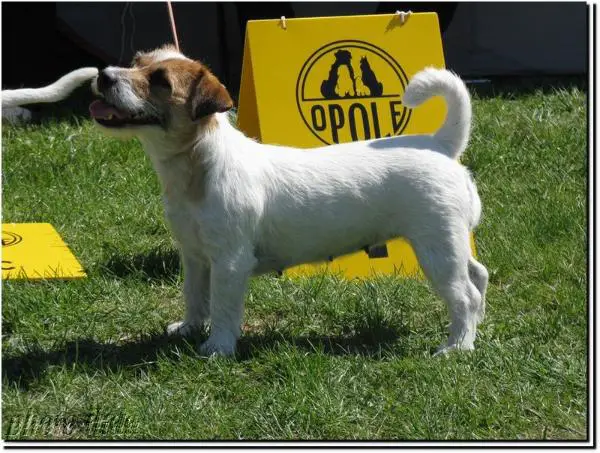 CH PL ELEONORA Fidogs