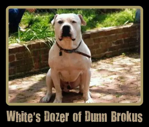 WHITE'S DOZER OF DUNN BROKUS