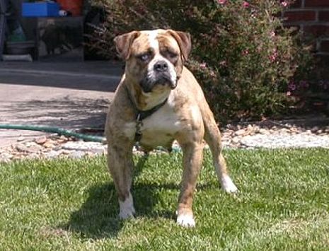 Sandoval's Tigra Azul of Dailey
