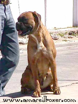 Reina De Las Arillas