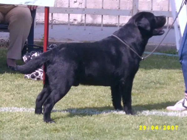 Heatherbourne Royal Emblem