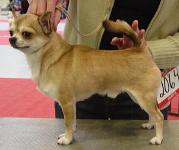 CH Zzman's laser flame