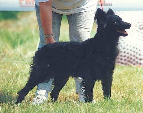 HCH BK.HCH VCH Börzsönyhegyi-Fekete Alíz