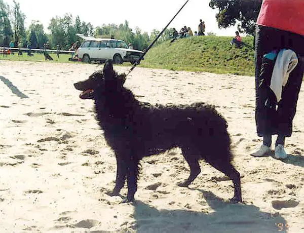 HJCH HCH 4XHPJ CACIB Baromállási Cseke