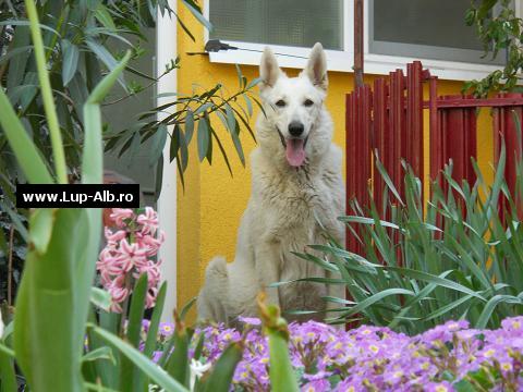 MESSIE de Lupi Albi