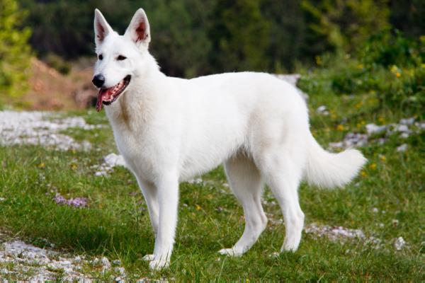 IT, SRB CHAMPION,YHR Alice in Wonderland