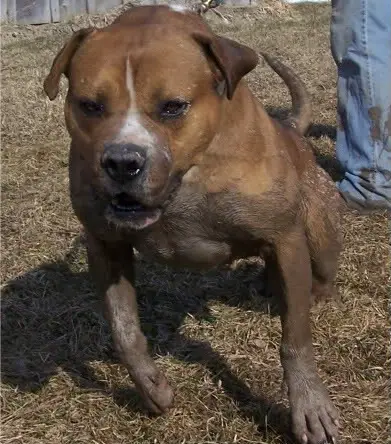 Bullhead's Johnny Blaze