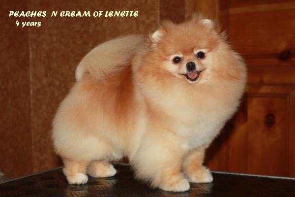 CH RUS Peaches N Cream Of Lenette