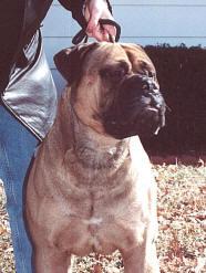 CH Bastion Ashlk Runfortheroses