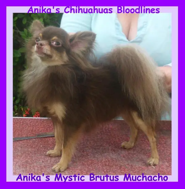 Anika's Mystic Brutus Muchachos-L