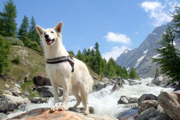 great of the dancing white dream