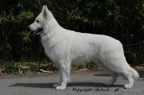 Surefire Order of the Arrow