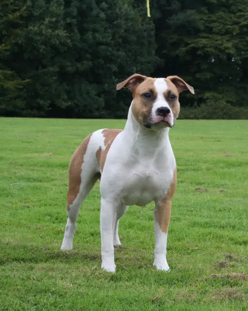 Daydreamer's My Precious